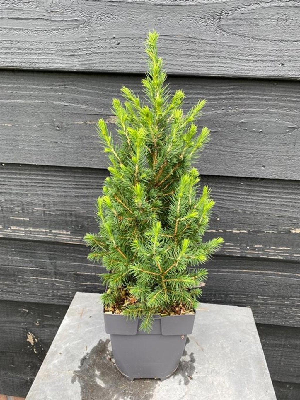 Picea gl. 'Conica' - C2